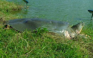 Rùa Hồ Gươm lên bờ 'đón' ngày đầu năm